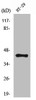 Western Blot analysis of HT29 cells using NPY2-R Polyclonal Antibody
