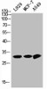 Western Blot analysis of L929 MCF7 A549 cells using NQO1 Polyclonal Antibody