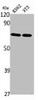 Western Blot analysis of K562 NIH-3T3 cells using Nrf3 Polyclonal Antibody