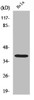 Western Blot analysis of COS7 cells using Nucleophosmin Polyclonal Antibody