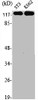 Western Blot analysis of NIH-3T3 K562 cells using NY-CO-9 Polyclonal Antibody