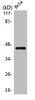 Western Blot analysis of HeLa cells using Oct-3/4 Polyclonal Antibody