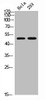 Western Blot analysis of HELA 293 cells using Oct-3/4 Polyclonal Antibody