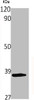 Western Blot analysis of various cells using OX2R Polyclonal Antibody