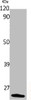 Western Blot analysis of various cells using p23 Polyclonal Antibody