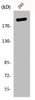 Western Blot analysis of 293 cells using p300 Polyclonal Antibody