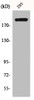 Western Blot analysis of 293 cells using p300 Polyclonal Antibody
