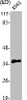 Western Blot analysis of K562 cells using p35 Polyclonal Antibody