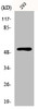 Western Blot analysis of 293 cells using p70 S6 kinase β Polyclonal Antibody
