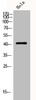 Western Blot analysis of Hela cells using PAI-3 Polyclonal Antibody