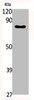 Western Blot analysis of various cells using PAK5 Polyclonal Antibody