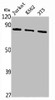 Western Blot analysis of Jurkat K562 NIH-3T3 cells using PBFE Polyclonal Antibody