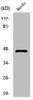 Western Blot analysis of HepG2 cells using PHKG1 Polyclonal Antibody