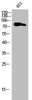 Western Blot analysis of 453 cells using PI 3-kinase p85β Polyclonal Antibody