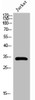 Western Blot analysis of Jurkat cells using Pitx1 Polyclonal Antibody