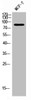 Western Blot analysis of MCF-7 cells using PKC Polyclonal Antibody