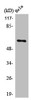 Western Blot analysis of COLO205 cells using PLK-5 Polyclonal Antibody