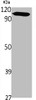 Western Blot analysis of various cells using PMS1 Polyclonal Antibody