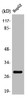 Western Blot analysis of HepG2 cells using PSCA Polyclonal Antibody