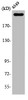 Western Blot analysis of A549 cells using PTPζ Polyclonal Antibody