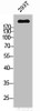 Western Blot analysis of 293T cells using PTPζ Polyclonal Antibody