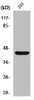 Western Blot analysis of 293 cells using Rad52 Polyclonal Antibody