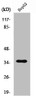 Western Blot analysis of HepG2 cells using Rag A/B Polyclonal Antibody