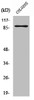 Western Blot analysis of COLO205 cells using Rap1GAP Polyclonal Antibody