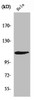 Western Blot analysis of HeLa cells using Rb Polyclonal Antibody