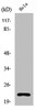 Western Blot analysis of COS7 cells using Ribosomal Protein L17 Polyclonal Antibody