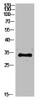 Western Blot analysis of customer's (cat sample) using Ribosomal Protein S6 Polyclonal Antibody.