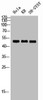 Western blot analysis of HELA KB SH-SY5Y lysis using RRS1 antibody.