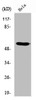 Western Blot analysis of HeLa cells using RUNX2 Polyclonal Antibody