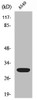 Western Blot analysis of HeLa cells using Siah-1/2 Polyclonal Antibody