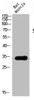 Western Blot analysis of RAT-MUSCLE cells using Siah-1/2 Polyclonal Antibody