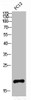 Western Blot analysis of PC12 cells using Somatostatin Polyclonal Antibody