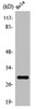 Western Blot analysis of HeLa cells using Spindlin-1 Polyclonal Antibody