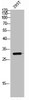Western Blot analysis of 293T cells using Spindlin-1 Polyclonal Antibody