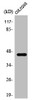 Western Blot analysis of COLO205 cells using SSB Polyclonal Antibody