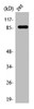 Western Blot analysis of 293 cells using Stat5a Polyclonal Antibody