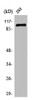 Western Blot analysis of 293 cells using TFIIIC102 Polyclonal Antibody