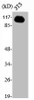 Western Blot analysis of NIH-3T3 cells using TIF1α Polyclonal Antibody