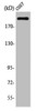 Western Blot analysis of COS7 cells using Topo IIα Polyclonal Antibody