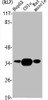 Western Blot analysis of HepG2 COLO RAT-MUSCLE cells using UDG Polyclonal Antibody