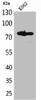 Western Blot analysis of K562 cells using FOXP1 Polyclonal Antibody