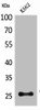 Western Blot analysis of K562 cells using CD201 Polyclonal Antibody