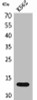 Western Blot analysis of K562 cells using Lymphotactin Polyclonal Antibody.