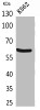 Western Blot analysis of K562 cells using gp91-phox Polyclonal Antibody.