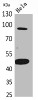 Western Blot analysis of HeLa cells using Inhibin β-B Polyclonal Antibody.