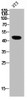 Western Blot analysis of NIH-3T3 cells using CD47 Polyclonal Antibody